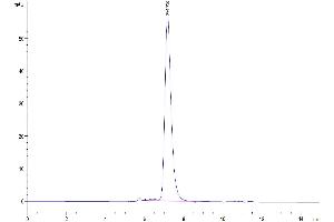 Size-exclusion chromatography-High Pressure Liquid Chromatography (SEC-HPLC) image for Interleukin 1 Receptor Accessory Protein (IL1RAP) (AA 21-359) protein (His-Avi Tag,Biotin) (ABIN7274905)