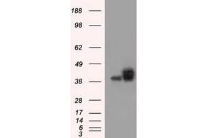 Image no. 2 for anti-Basigin (Ok Blood Group) (BSG) antibody (ABIN1498015) (CD147 抗体)