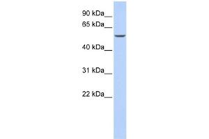 WB Suggested Anti-GATA6 Antibody Titration:  0. (GATA6 抗体  (N-Term))