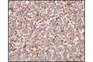 Immunohistochemistry of PIGY in human spleen tissue with this product at 2. (PIGY 抗体  (C-Term))