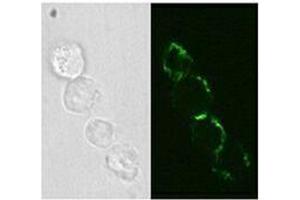 Immunofluorescence (IF) image for anti-Neural Cell Adhesion Molecule 1 (NCAM1) antibody (Biotin) (ABIN2661117) (CD56 抗体  (Biotin))