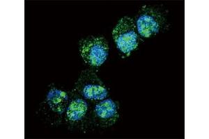Confocal immunofluorescent analysis of PGP9. (UCHL1 抗体  (AA 16-46))