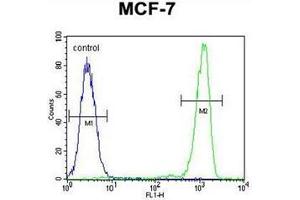 Flow cytometric analysis of MCF-7 cells using RABGAP1 Antibody (N-term) Cat. (RABGAP1 抗体  (N-Term))