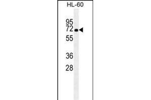 HSA antibody (ABIN659080 and ABIN2838072) western blot analysis in HL-60 cell line lysates (35 μg/lane). (HSP70 1A 抗体  (AA 574-600))