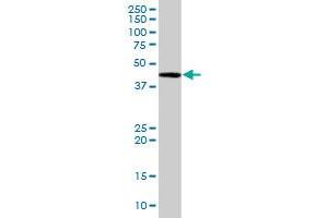 BAG5 MaxPab polyclonal antibody. (BAG5 抗体  (AA 1-447))