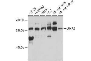 Western blot analysis of extracts of various cell lines, using UMPS antibody (ABIN6128901, ABIN6149927, ABIN6149929 and ABIN6217183) at 1:3000 dilution. (UMPS 抗体  (AA 100-260))