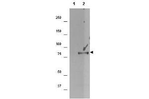Image no. 1 for anti-Ribosomal Protein S6 Kinase, 90kDa, Polypeptide 1 (RPS6KA1) (pSer732) antibody (ABIN1104063) (RPS6KA1 抗体  (pSer732))