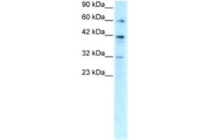 Western Blotting (WB) image for anti-E2F Transcription Factor 4, P107/p130-Binding (E2F4) antibody (ABIN2460194) (E2F4 抗体)