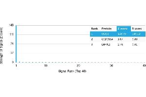Protein Array (PAr) image for anti-Oligodendrocyte Lineage Transcription Factor 2 (OLIG2) antibody (ABIN7456250) (OLIG2 抗体)