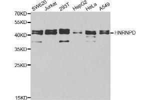 Western blot analysis of extracts of various cell lines, using HNRNPD antibody. (HNRNPD/AUF1 抗体)