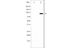 Western blot analysis of FKHRL1 phosphorylation expression in serum treated NIH-3T3 whole cell lysates,The lane on the left is treated with the antigen-specific peptide. (FOXO3 抗体  (pSer253))