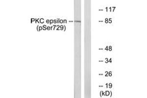 Western blot analysis of extracts from HeLa cells treated with PMA 125ng/ml 30', using PKC epsilon (Phospho-Ser729) Antibody. (PKC epsilon 抗体  (pSer729))