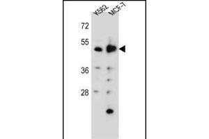 DNPEP Antibody (N-term) (ABIN655795 and ABIN2845225) western blot analysis in K562,MCF-7 cell line lysates (35 μg/lane). (Aspartyl Aminopeptidase 抗体  (N-Term))