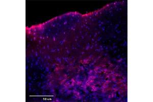 IF (confocal) on rat brain at a concentration of 30 µg/ml using Rabbit antibody to rat, mouse Mtap2 (Microtubule-associated protein 2, MAP-2, MAP 2, MAP2, MAP2R): IgG (ABIN350476), DAPI counterstained appearing in blue. (MAP2 抗体  (AA 350-400))