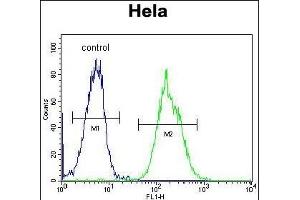 PRE1 Antibody (N-term) (ABIN652240 and ABIN2841004) flow cytometric analysis of Hela cells (right histogram) compared to a negative control cell (left histogram). (MAPRE1 抗体  (N-Term))