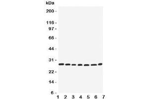 Western blot testing of EIF6 antbody; Lane 1: rat liver;  2: (r) kidney;  3: human COLO320;  4: (h) SW620;  5: (h) HeLa;  6: (h) 293T;  7: mouse HEPA cell lysate. (EIF6 抗体  (Middle Region))