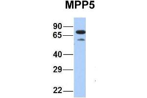 Host:  Rabbit  Target Name:  MPP5  Sample Type:  Human Fetal Heart  Antibody Dilution:  1. (MPP5 抗体  (N-Term))