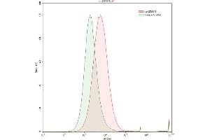 Detection of STAM1 in Raji human Burkitt's lymphoma cell line using Polyclonal Antibody to Signal Transducing Adaptor Molecule 1 (STAM1) (STAM 抗体  (AA 199-466))