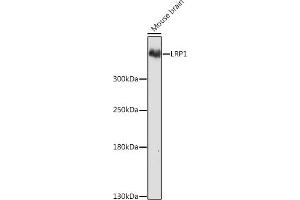 Western blot analysis of extracts of Mouse brain, using LRP1 Rabbit pAb (ABIN3021968, ABIN3021969, ABIN3021970 and ABIN6218530) at 1:1000 dilution.