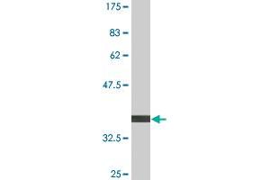 Western Blot detection against Immunogen (36. (FGGY 抗体  (AA 1-99))
