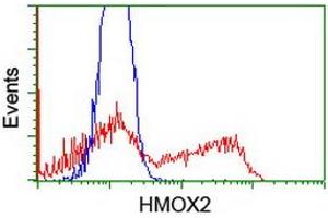 HEK293T cells transfected with either RC201777 overexpress plasmid (Red) or empty vector control plasmid (Blue) were immunostained by anti-HMOX2 antibody (ABIN2455292), and then analyzed by flow cytometry. (HMOX2 抗体)