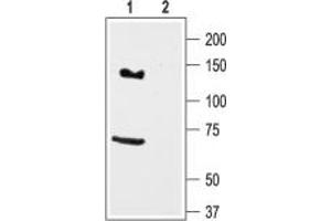 Western Blotting (WB) image for anti-Potassium Voltage-Gated Channel, Subfamily H (Eag-Related), Member 7 (KCNH7) (AA 1108-1123), (Intracellular) antibody (ABIN7043550)