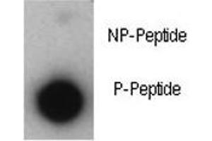 Dot blot analysis of phosphorylated-p21 antibody. (p21 抗体  (pThr57))