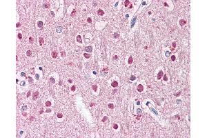 Anti-ZNF238 antibody IHC of human brain, cortex. (ZNF238 抗体  (AA 107-156))