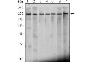 Western blot analysis using CHD3 mouse mAb against Hela (1), K562 (2), Jurkat (3), NTERA-2 (4), HEK293 (5), Raji (6) cell lysate and mouse brain (7) tissue lysate. (CHD3 抗体)