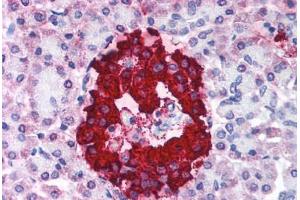 Human Pancreas (formalin-fixed, paraffin-embedded) stained with INS antibody ABIN214027 at 5 ug/ml followed by biotinylated anti-mouse IgG secondary antibody ABIN481714, alkaline phosphatase-streptavidin and chromogen. (Insulin 抗体)
