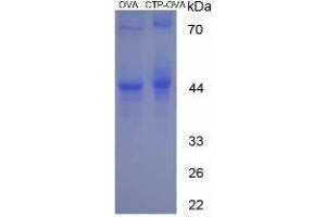 Image no. 1 for Cytidine Triphosphate (CTP) protein (Ovalbumin) (ABIN1880247) (Cytidine Triphosphate (CTP) protein (Ovalbumin))