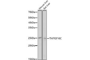 Western blot analysis of extracts of various cell lines, using TNFRSF10C antibody (ABIN3021517, ABIN3021518, ABIN3021519 and ABIN6215183) at 1:1000 dilution. (DcR1 抗体  (AA 30-130))