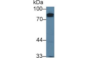 Western Blot; Sample: Mouse Testis lysate; Primary Ab: 1µg/ml Rabbit Anti-Mouse KEL Antibody Second Ab: 0.