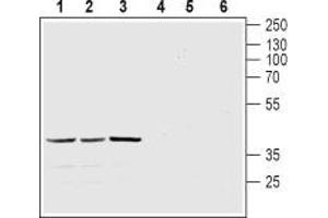 Western blot analysis of mouse brain (lanes 1 and 4), rat brain (lanes 2 and 5) and rat cerebellum (lanes 3 and 6) lysates: - 1-3. (Melatonin Receptor 1A 抗体  (3rd Intracellular Loop))