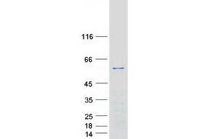 Western Blotting (WB) image for Pleckstrin Homology Domain Containing, Family O Member 1 (PLEKHO1) protein (Myc-DYKDDDDK Tag) (ABIN2729170)