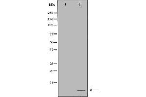 Western blot analysis of extracts of Raji , using POLR2L antibody. (POLR2L 抗体  (Internal Region))