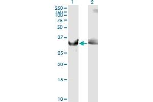 Western Blot analysis of GAPDH expression in transfected 293T cell line by GAPDH monoclonal antibody (M01A), clone 3C2. (GAPDH 抗体  (AA 226-335))