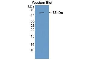 Detection of Recombinant APOA4, Porcine using Monoclonal Antibody to Apolipoprotein A4 (APOA4) (APOA4 抗体  (AA 21-382))