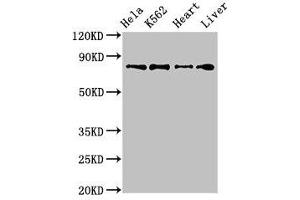 Western Blot Positive WB detected in: Hela whole cell lysate, K562 whole cell lysate, Mouse heart tissue, Rat liver tissue All lanes: RGL2 antibody at 3.