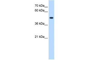 WB Suggested Anti-STYK1 Antibody Titration:  0. (STYK1 抗体  (C-Term))