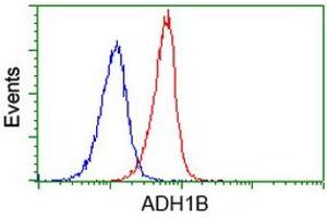 Image no. 4 for anti-Alcohol Dehydrogenase 1B (Class I), beta Polypeptide (ADH1B) antibody (ABIN1496476) (ADH1B 抗体)