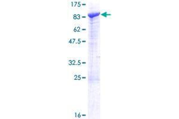 SCFD2 Protein (AA 1-684) (GST tag)