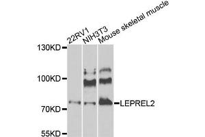 Western blot analysis of extracts of various cell lines, using LEPREL2 antibody (ABIN5975323) at 1/1000 dilution. (LEPREL2 抗体)