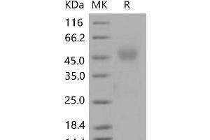NEGR1 Protein (His tag)