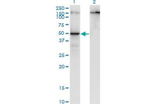 PARD6B antibody  (AA 1-372)