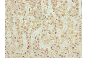 Immunohistochemistry of paraffin-embedded human adrenal gland tissue using ABIN7168463 at dilution of 1:100 (RUFY2 抗体  (AA 396-655))