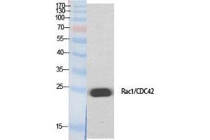 Western Blot (WB) analysis of specific cells using Rac1/2/3/CDC42 Polyclonal Antibody. (Rac1/2/3/CDC42 (Lys284), (Lys292) 抗体)
