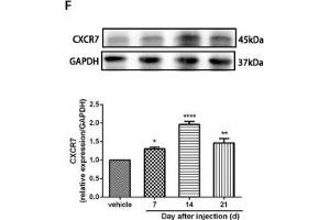 The CXCR7 and PI3K/Akt signaling pathways are involved in CPSP in the dorsal horn of the spinal cord. (GAPDH 抗体)
