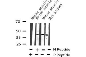 Western blot analysis of Phospho-JunB (Ser259) expression in various lysates (JunB 抗体  (pSer259))