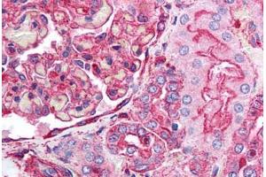 Human Kidney (formalin-fixed, paraffin-embedded) stained with ACTB antibody ABIN218328 at 1:100 followed by biotinylated goat anti-rabbit IgG secondary antibody ABIN481713, alkaline phosphatase-streptavidin and chromogen. (beta Actin 抗体  (N-Term))